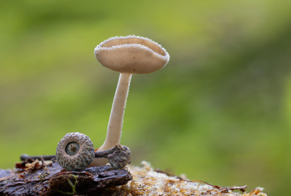 Langstielige Becherlorchel