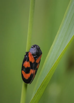 Gemeine Blutzikade (Cercopis vulnerata) 