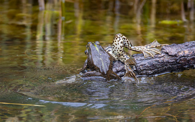 Teichfrosch (Pelophylax „esculentus“) 