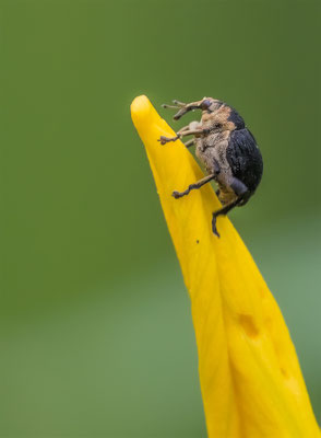 Weisspunktiger-Schwertlilienrüssler