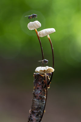 Aderblättriger Schwindling ( Marasmus Epiphyllus )