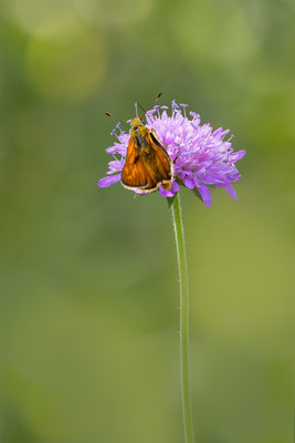 Rostfarbiger Dickkopffalter (Ochlodes sylvanus)
