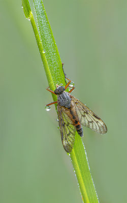 Schnepfenfliegen (Rhagionidae)