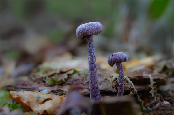 Violetter Lacktrichterling (Laccaria amethystina) 
