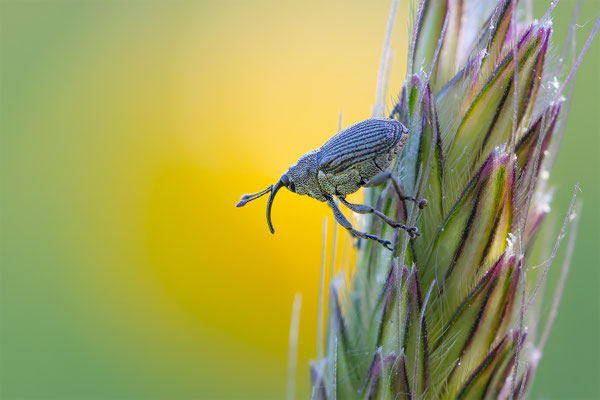Grosser Rapsrüssler 'Ceutorhynchus napi'