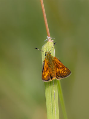 Rostfarbiger Dickkopffalter (Ochlodes sylvanus)