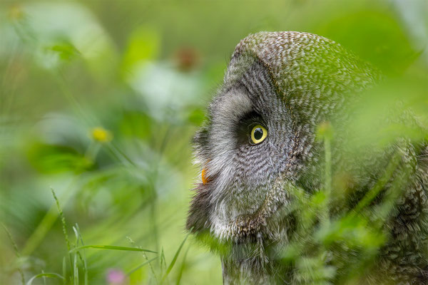 Bartkauz (Strix nebulosa) 