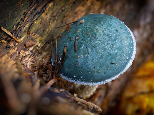 Grünspanträuschling ( Stropharia Aeruginosa )