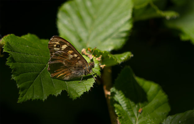 Waldbrettspiel (Pararge aegeria) 