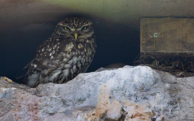 Steinkautz (Athene noctua)