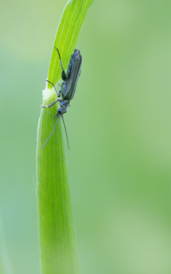 Scheinbock Käfer (Oedemeridae)