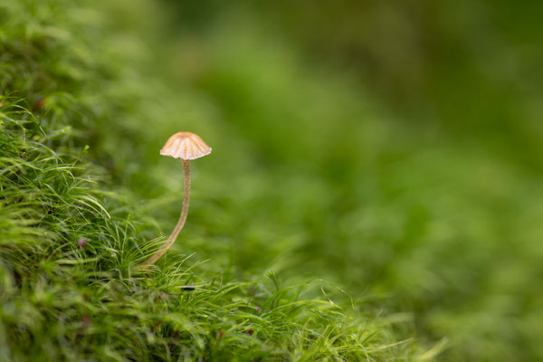 Aderblättriger Schwindling ( Marasmus Epiphyllus )