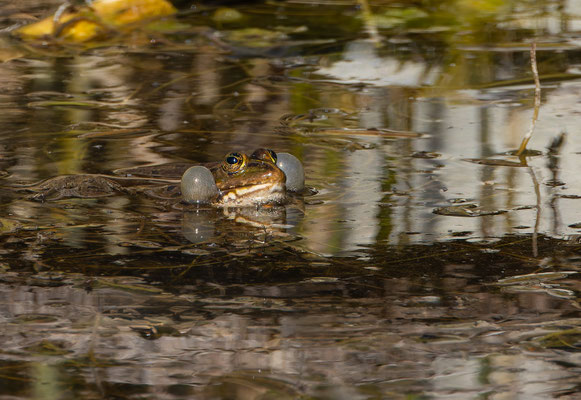 Teichfrosch (Pelophylax „esculentus“) 