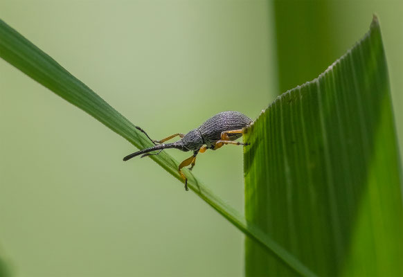 Langrüssliges Stockrosenspitzmäuschen