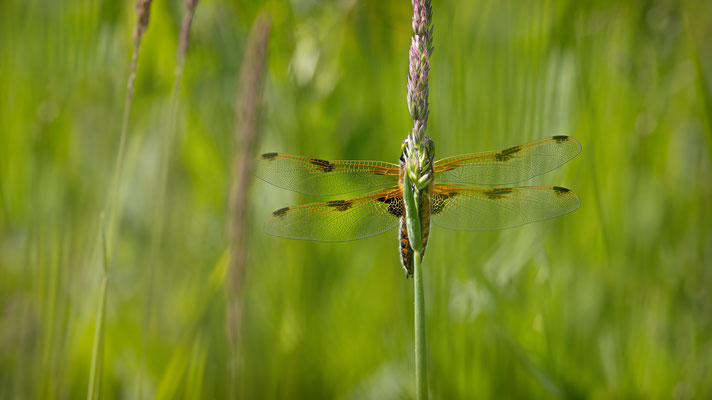 Vierfleck (Libellula quadrimaculata) 