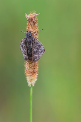 Kronwicken-Dickkopffalter (Erynnis tages) 