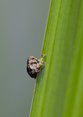 Weisspunktiger-Schwertlilienrüssler