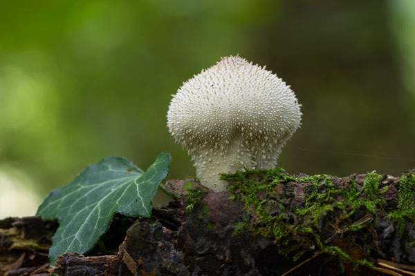 Flaschen-Stäubling (Lycoperdon perlatum) 