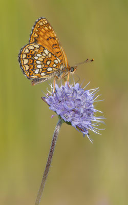 Baldrian-Scheckenfalter (Melitaea diamina) 