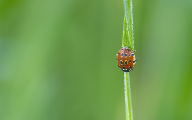 Augenmarienkäfer (Anatis ocellata) 