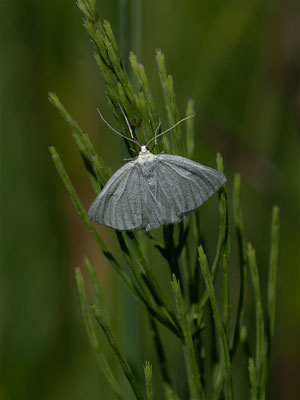 Hartheu-Spanner (Siona lineata) 