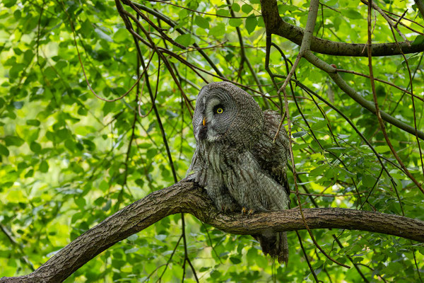 Bartkauz (Strix nebulosa) 