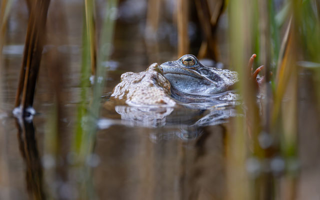 Grasfrosch küsst Kröte (Rana temporaria )