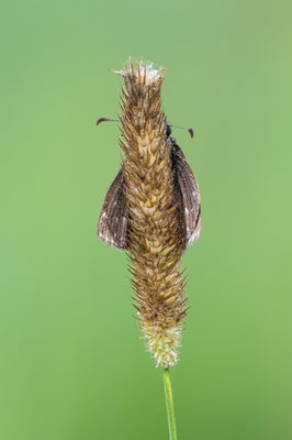 Kronwicken-Dickkopffalter (Erynnis tages) 