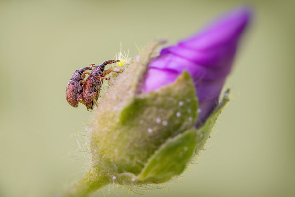 Zweifarbiger Malven-Spitzmausrüssler