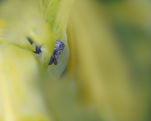 Weisspunktiger-Schwertlilienrüssler