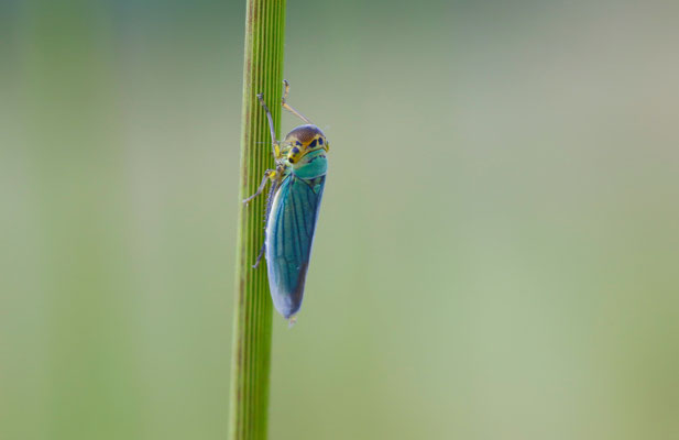 Binsenschmuckzikade (Cicadella viridis) 