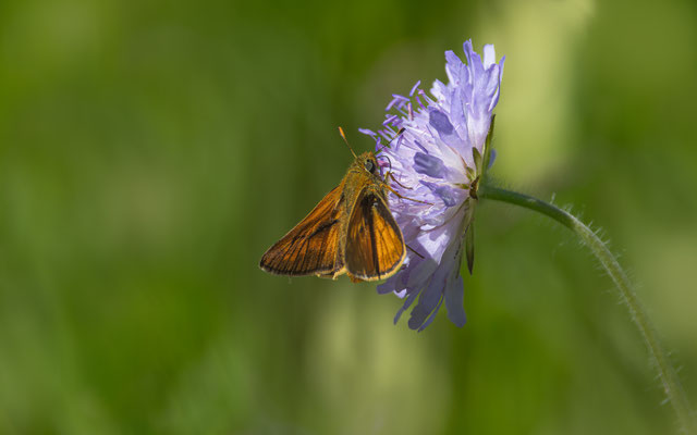 Rostfarbiger Dickkopffalter (Ochlodes sylvanus)