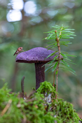 Dunkelvioletter Schleierling (Cortinarius violaceus) auch als Nachtpilz bekannt