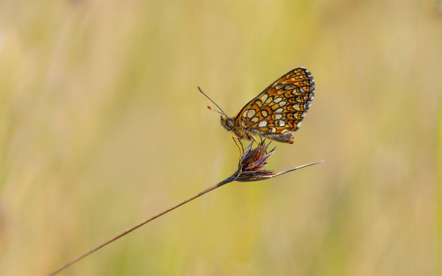 Baldrian-Scheckenfalter (Melitaea diamina) 