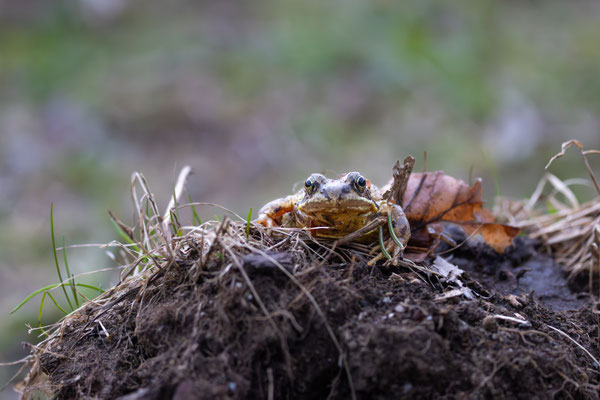 Grasfrosch (Rana temporaria )