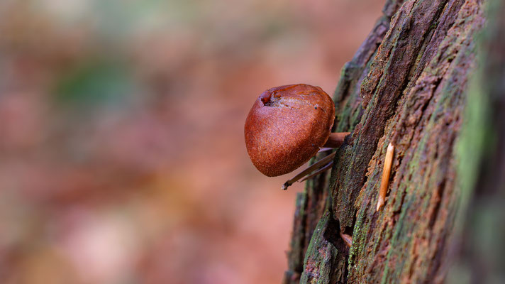 Hutroter Hautkopf ( Cortinarius Sanguineus ) Stark Giftig! 