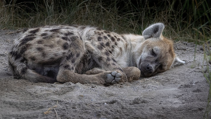 Tüpfelhyäne