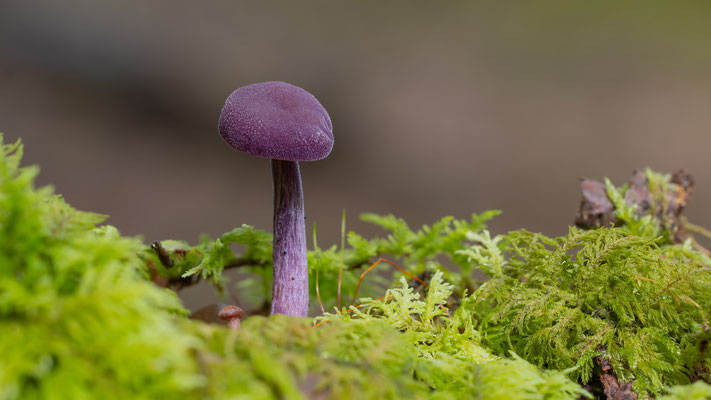Violetter Lacktrichterling (Laccaria amethystina) 