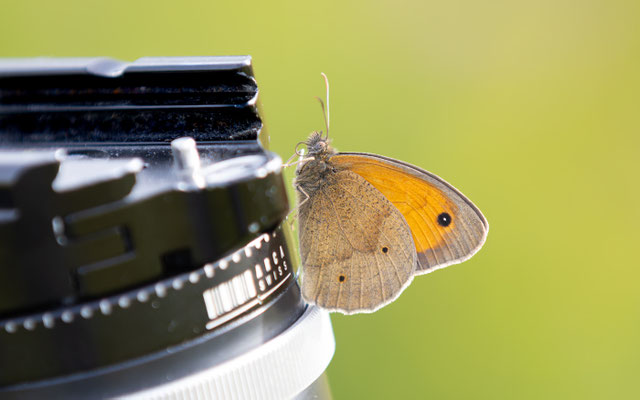  Kleines Wiesenvögelchen (Coenonympha pamphilus) 