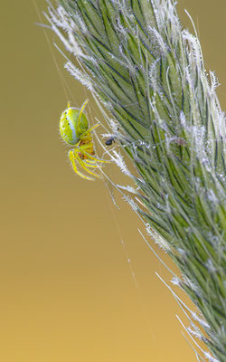 Kürbisspinne ( Araniella cf. cucurbitina )