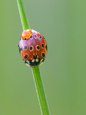 Augenmarienkäfer (Anatis ocellata) 