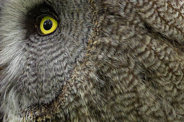 Bartkauz (Strix nebulosa) 