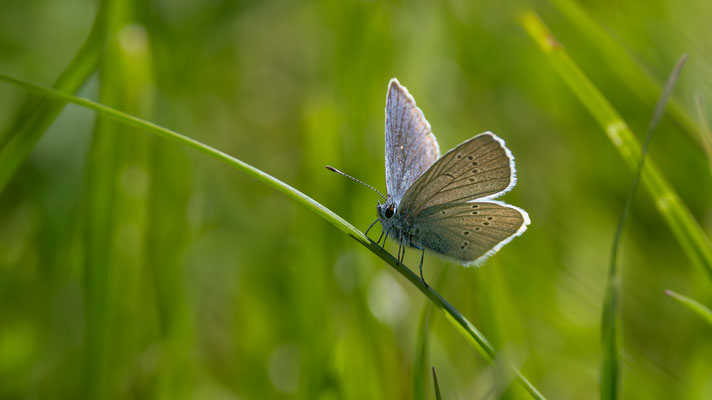 Männchen des Rotklee-Bläulings (Polyommatus semiargus) 