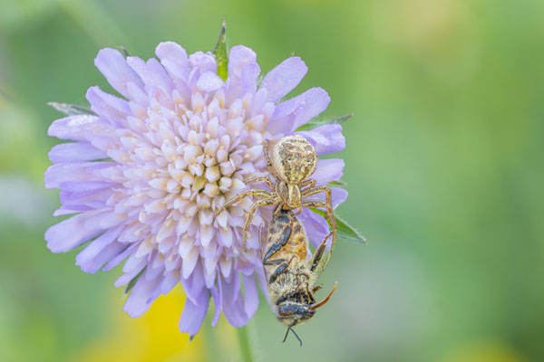  Krabbenspinne ( Xysticus kochi ) 