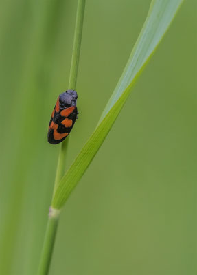 Gemeine Blutzikade (Cercopis vulnerata) 