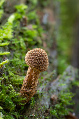 Sparrigschuppiger Risspilz  ( Inocybe hystrix )  HOCH GIFTIG!