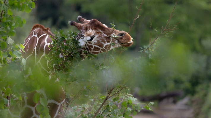 Netzgiraffe