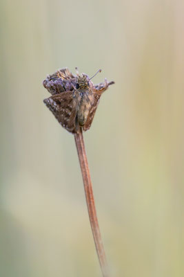 Kronwicken-Dickkopffalter (Erynnis tages) 