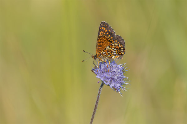 Baldrian-Scheckenfalter (Melitaea diamina) 