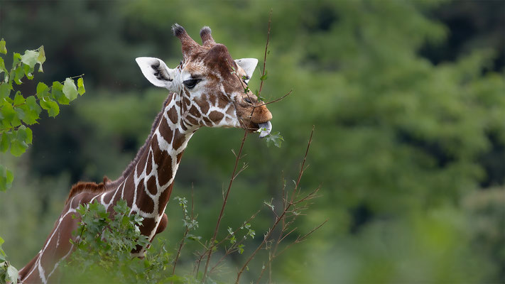Netzgiraffe